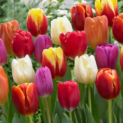 Tulips - Mixed 40 pack