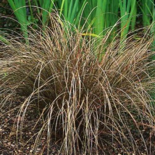 Carex flagellifera, Bronze Hair Sedge - Pb5