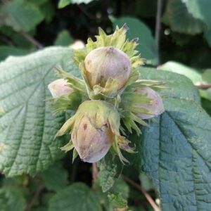 Hazelnut Wispit - Pb12/Pb40 (60/150)