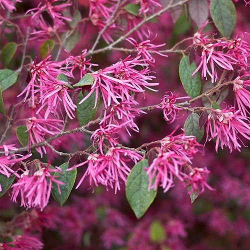 Loropetalum Burgundy - Pb5 (20/50) - Image 2