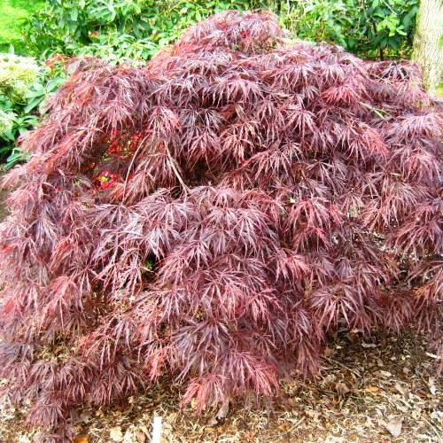 Acer Crimson Queen - Pb18 - Image 2