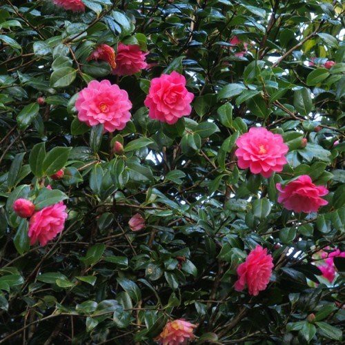 Camellia Waterlily - pb6.5 (65/70)