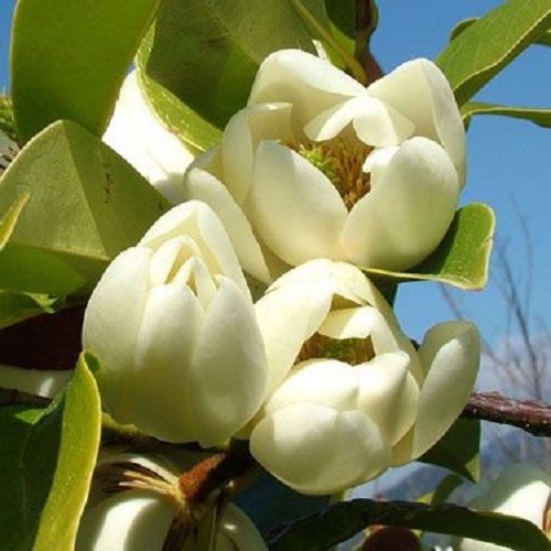 Michelia Bubbles - 2.5Ltr - Image 2