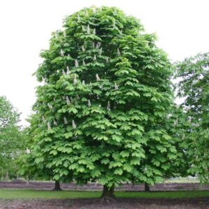 Aesculus hippocastanum, Common Horse Chestnut - Pb18