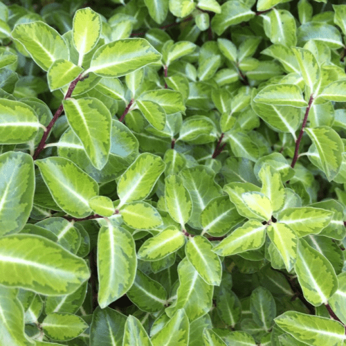 Pittosporum Gold Star - Pb5