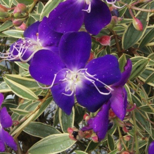 Tibouchina Blaze of Glory - 4 ltr (40/50) - Image 2