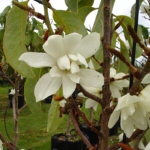 Michelia Silver Cloud - Pb28