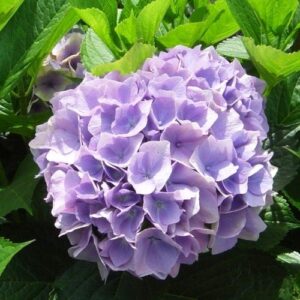Hydrangea Viking - Pb6.5/3.5Ltr