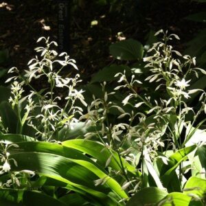 Arthropodium Matapouri Bay, Renga Renga Lily - Pb5