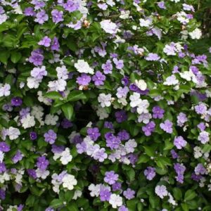 Brunfelsia pauciflora - Pb5