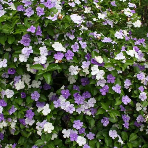 Brunfelsia pauciflora - Pb5