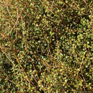 Coprosma virescens, Mingimingi - 2Ltr (40/70)