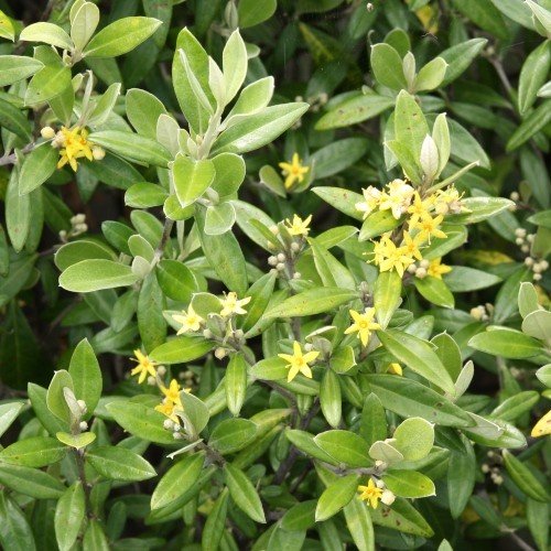 Corokia x Geenty's Green - Pb12 - Image 2