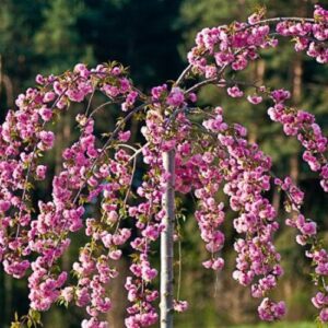 Prunus Kiku-Shidare Sakura, Cheals Flowering Cherry - 1. 8M STD