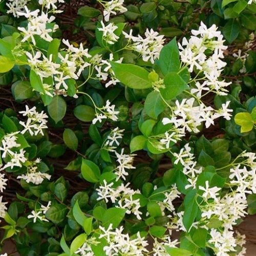 Jasminum Southern Stars - 1.5Ltr/2Ltr - Image 2