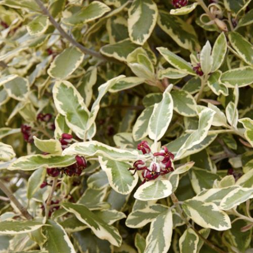 Pittosporum crassifolium Variegatum - Pb12 - Image 2