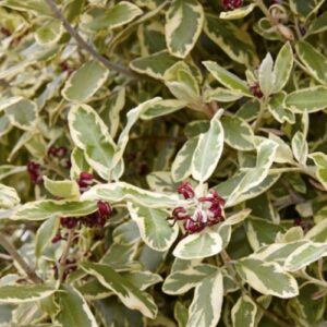 Pittosporum crassifolium Variegatum - Pb12
