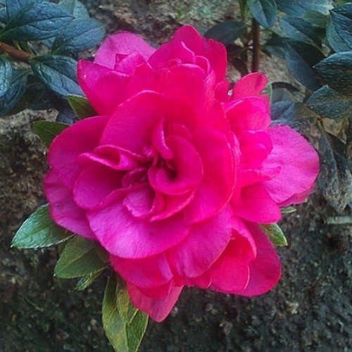 Azalea Ripples - 1.25Ltr - Image 2