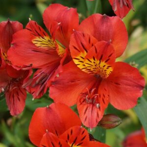Alstroemeria Dwarf Red - Pb6.5