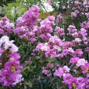 Lagerstroemia Souvenir D'hubert Puard, Crepe Myrtle - Pb5/Pb6.5