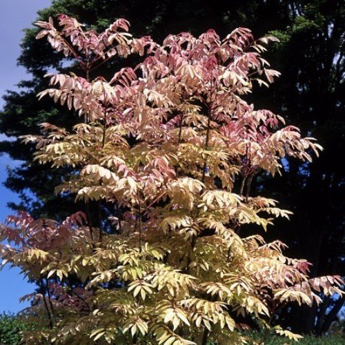 Cedrela s. Flamingo - Pb6.5 (60/70) - Image 2