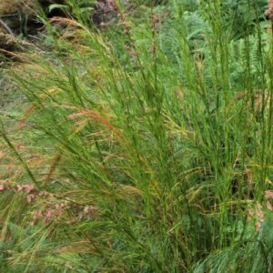 Restio tetraphyllus - 2.5l (30/50)