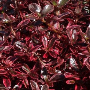 Coprosma Fireburst - Pb6.5