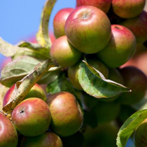 Apple C'Huero Ru Bien (cider) - Pb12 - Image 2