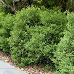 Buxus koreana - Pb6.5 (30/90)