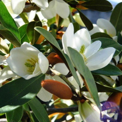 Michelia yunnanensis - 2.5Ltr - Image 2