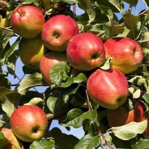 Christmas Giving Tree Set: Fruit Tree Edition- 3 trees - Image 2