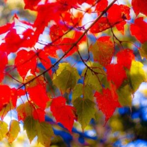 Acer caudatifolium, Snakebark Maple - Pb6.5