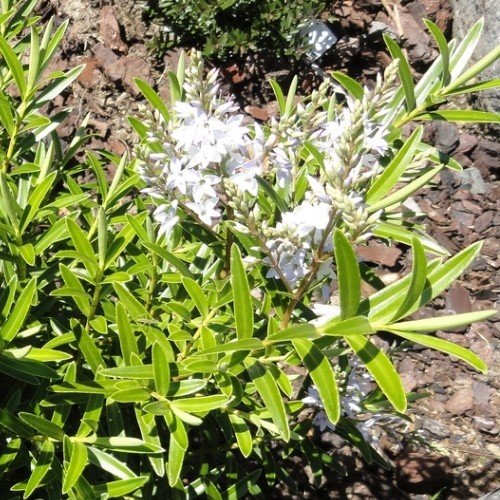 Hebe Wairua Beauty - Pb5 (40/90) - Image 2