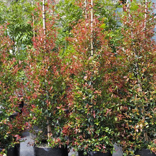 Syzygium Bronze Hedgemaster - Pb 6.5 (100/120) - Image 2