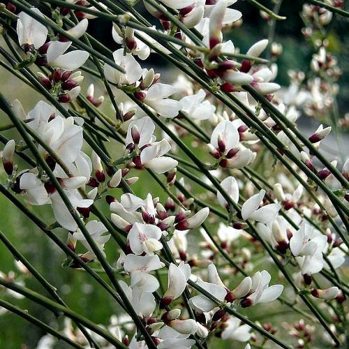 Genista monosperma, Bridal Veil Broom - Pb6.5