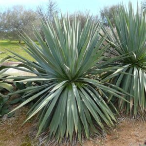 Furcraea bedinghausii - Pb40 90/100 large grade