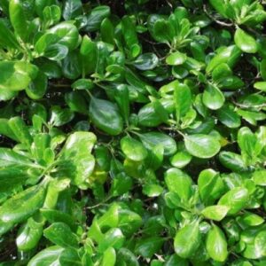 Coprosma repens - PB18