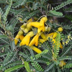 Sophora Dragon's Gold, Kowhai - Pb5