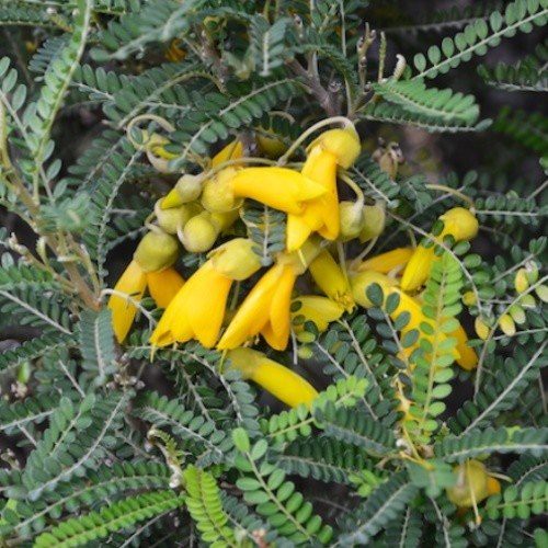 Sophora Dragon's Gold, Kowhai - Pb5