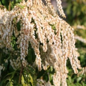 Pieris White Caps - 2Ltr (30/40)