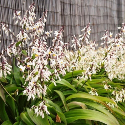 Arthropodium Te Puna, Renga Renga Lily - Pot - Image 2