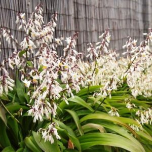 Arthropodium Te Puna, Renga Renga Lily - Pot