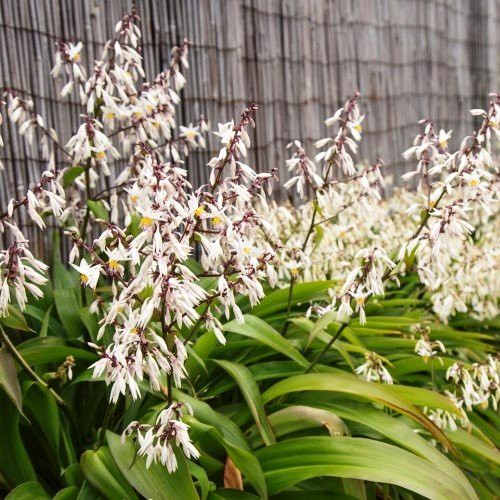 Arthropodium Te Puna, Renga Renga Lily - Pb5