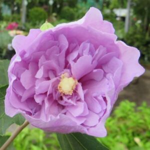 Hibiscus Heidi - Pb6.5