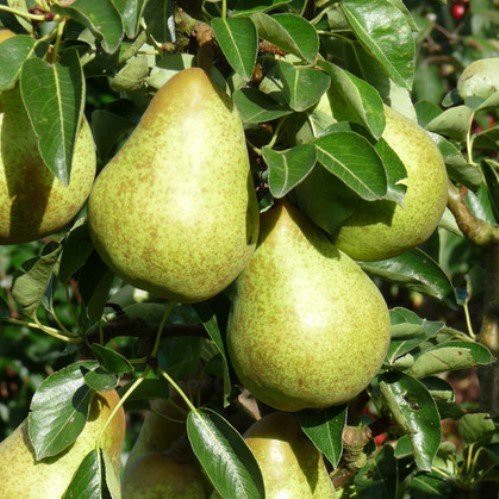 Pear Williams Bon Chretien - Pb18/10ltr (160/220)