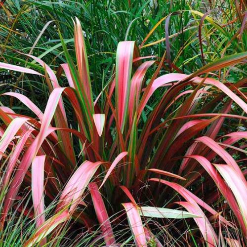 Phormium t. Jester, Flax - Pb3/Pb5 (30/60) - Image 2