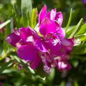 Polygala grandiflora - Pb3/5 (30/40)