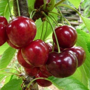 Cherry Dawson - Pb18 (120/200)