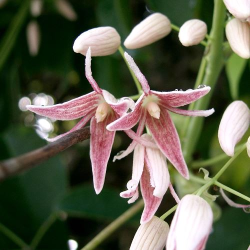 Stauntonia hexaphylla - Pb6.5