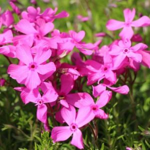 Phlox Daniel's Cushion - Pb6.5
